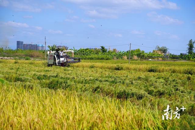 一片片水稻伴随着收割机的轰鸣声整齐伏倒，沉甸甸的稻穗转眼间变成稻谷。