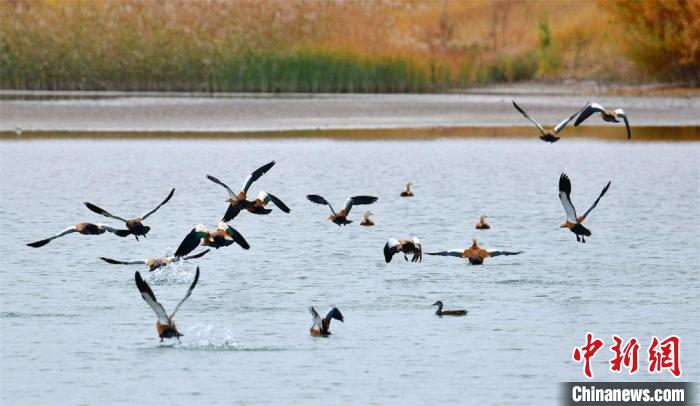 甘肃酒泉“织”监测网守护候鸟迁徙线：大漠湿地变“鸟乐园”