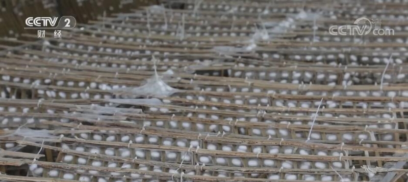 贵州凤冈最后一批秋蚕开秤收购 产量质量稳中有升