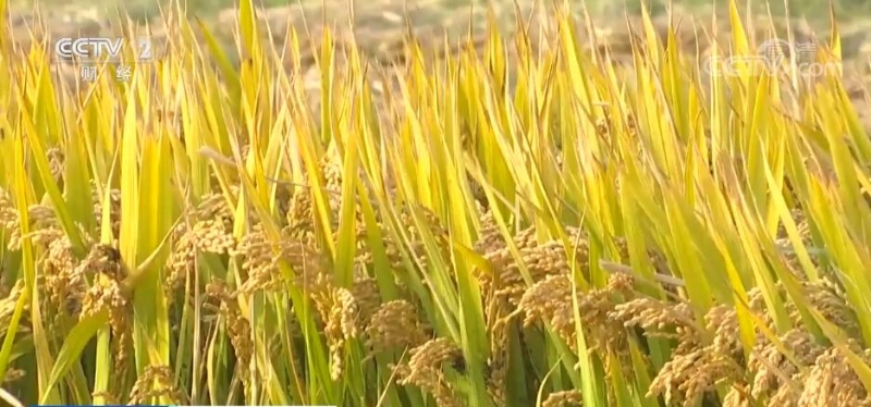 秋收好“丰”景 90万亩水稻进入成熟收获期