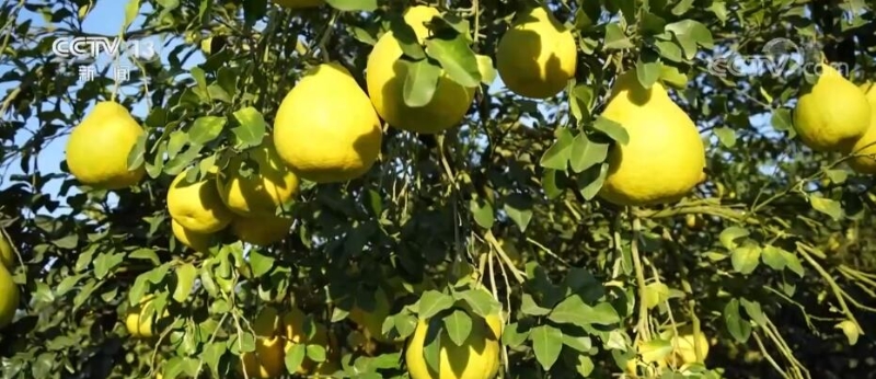 广西罗城金玉柚丰收 专业技术带动果农增收致富