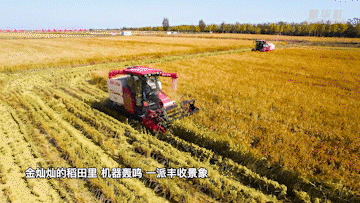 新华全媒+｜山东潍坊：海水稻亩产再创新高