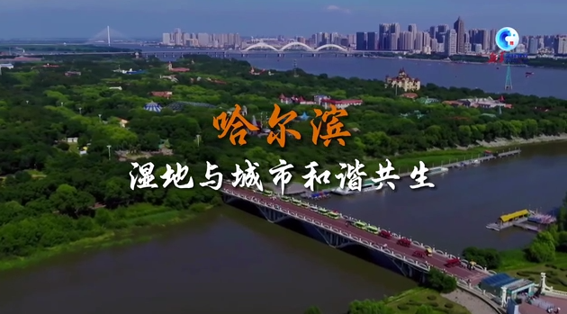 全球连线｜哈尔滨：湿地与城市和谐共生