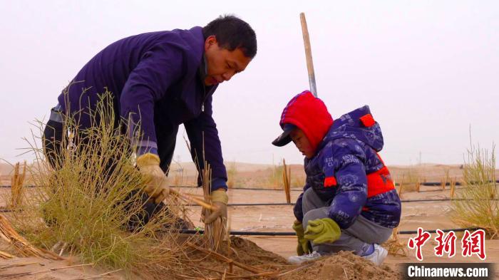 新疆且末县参加植树的干部群众，将一株株树苗植入刚挖好的树坑，扶苗、培土、踩实、浇水。　 苏鑫？ 　摄