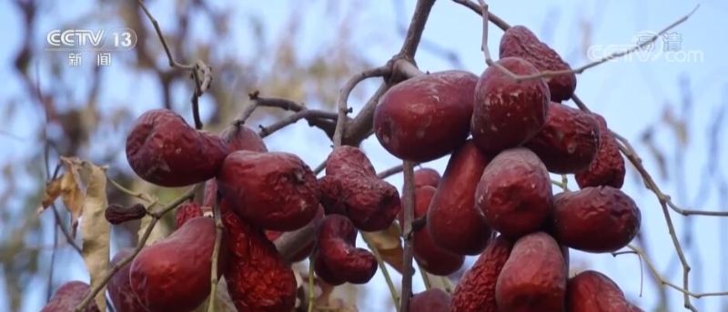 新疆阿克苏79.1万亩红枣喜迎丰收