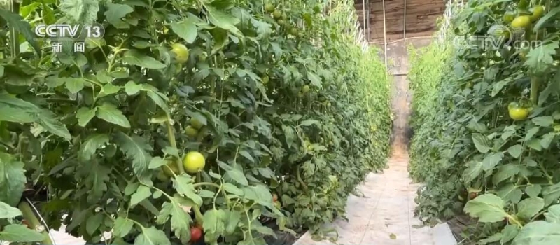 鲜食西红柿进入采收期 带动当地农民增收
