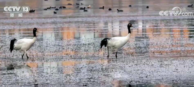 大批候鸟飞抵泸沽湖越冬 国家一级保护动物黑颈鹤现身