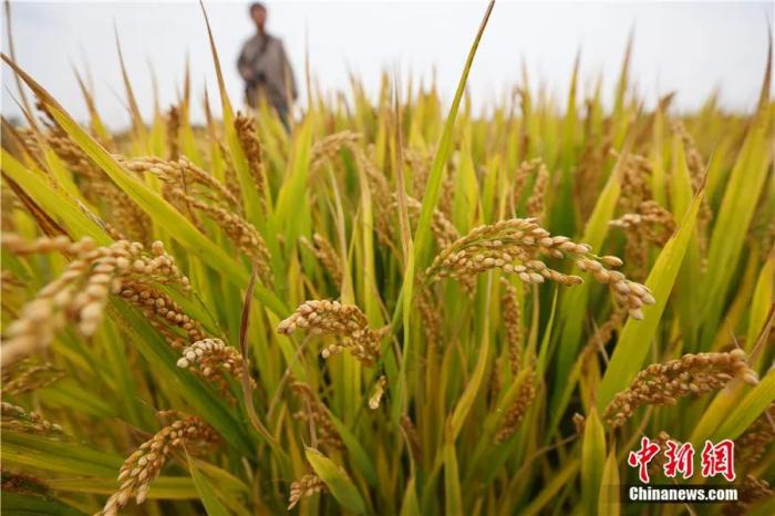 南京郊外水稻成熟。泱波 摄 