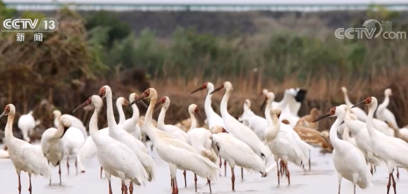 大批候鸟飞抵江西鄱阳湖 当地不断加强湿地环境保护和修复