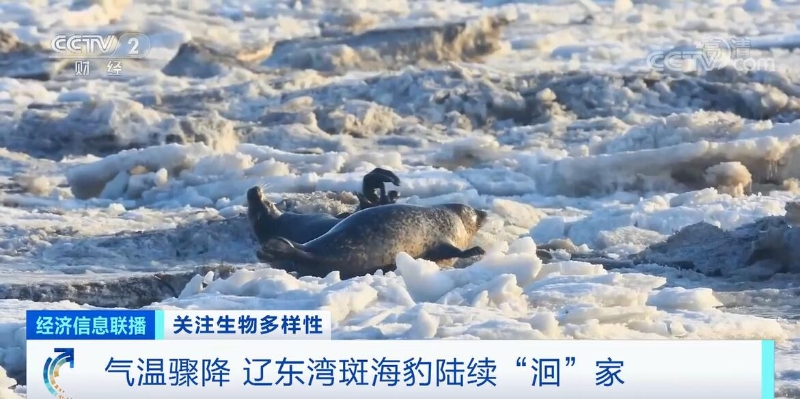 气温骤降 辽东湾斑海豹陆续“洄”家