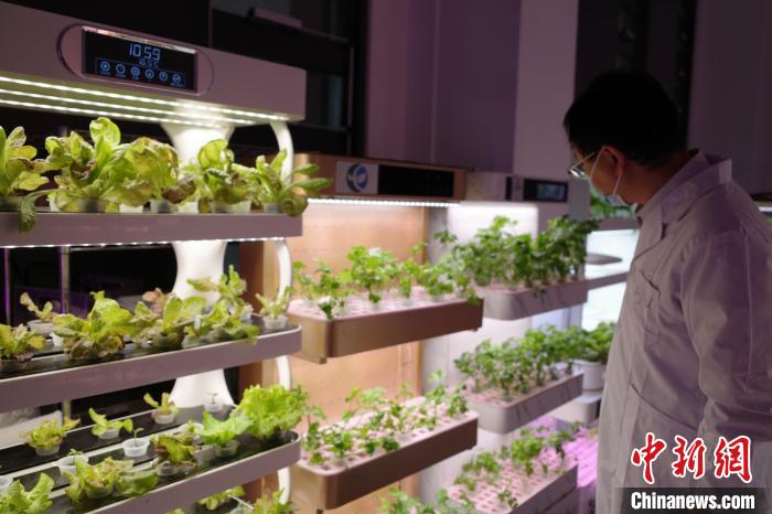 中国技术如何助力卡塔尔“种菜”？