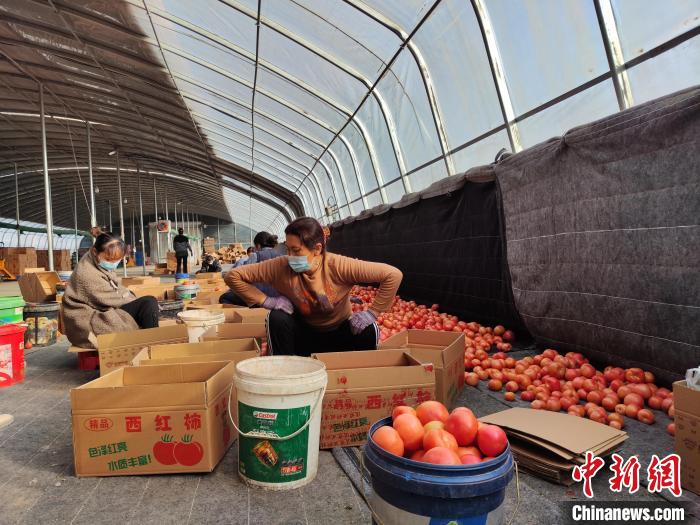 图为工人正在对采摘的果探西红柿进行分拣装箱。　喇小飞 摄