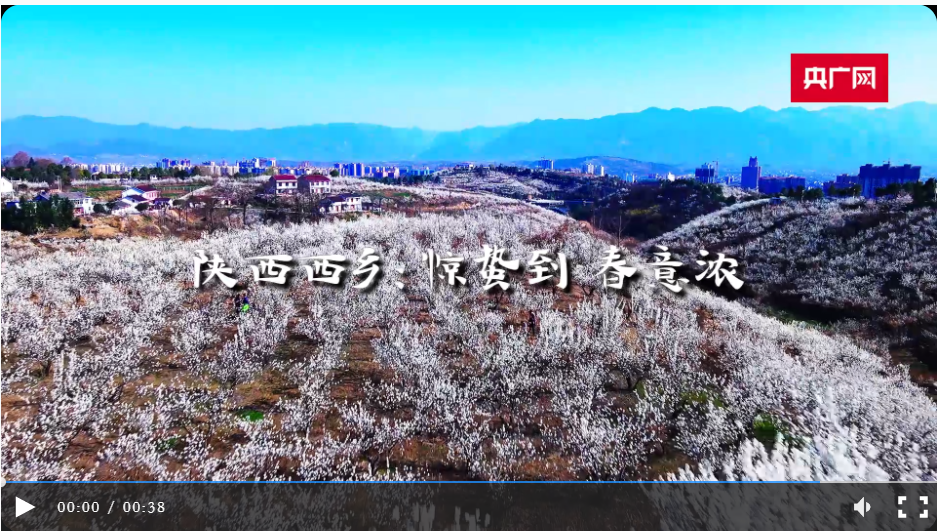 春日里的中国丨陕西西乡：万亩樱桃开 特色产业助力乡村变富变美