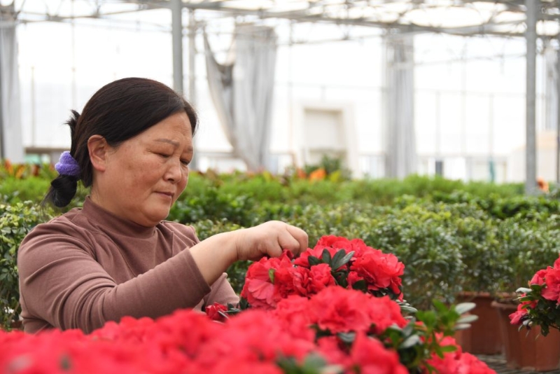 新华全媒+ | 农业经纪人、市场分析员、植物造型师……秦岭村庄有了这些新职业