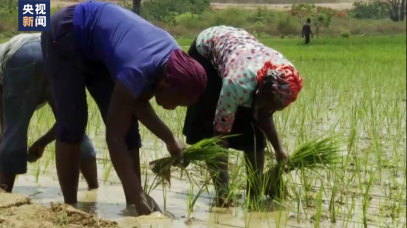 扎根尼日利亚 中国专家助当地农业现代化