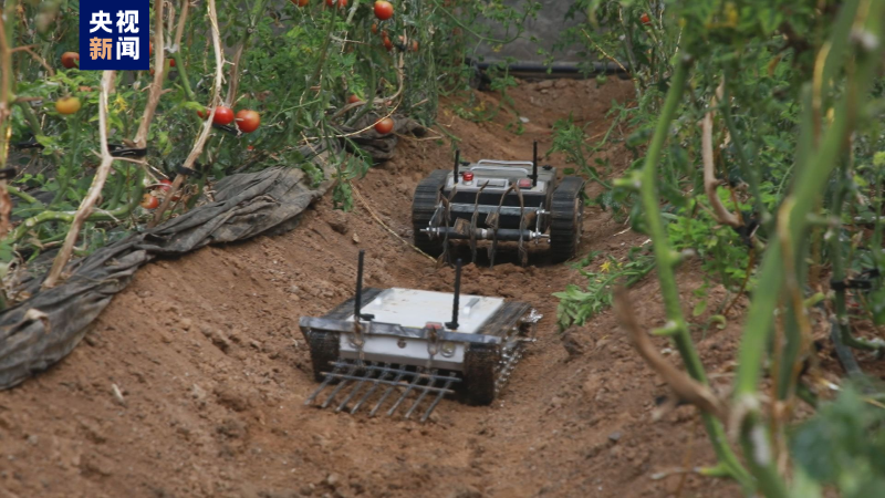 机器人犁地 无人机监测！硬核“新农人”有多忙？