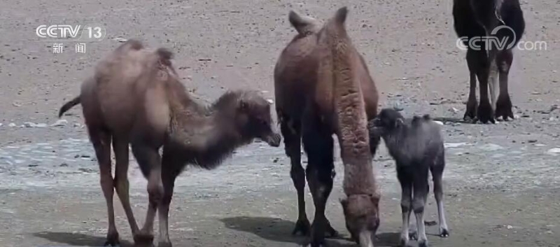 甘肃酒泉自然保护区发现极其濒危物种野骆驼