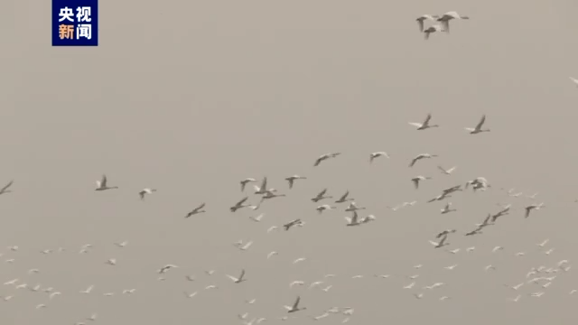 场面壮观！1600多只天鹅飞临三江湿地