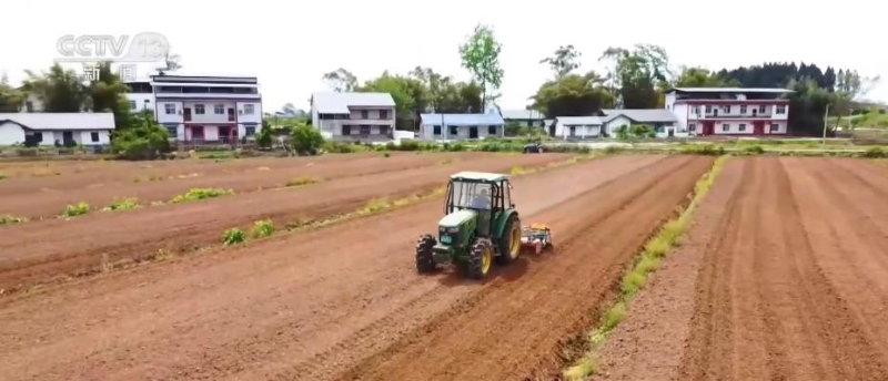 大豆带状复合种植 促进土地增效 助力农民增收