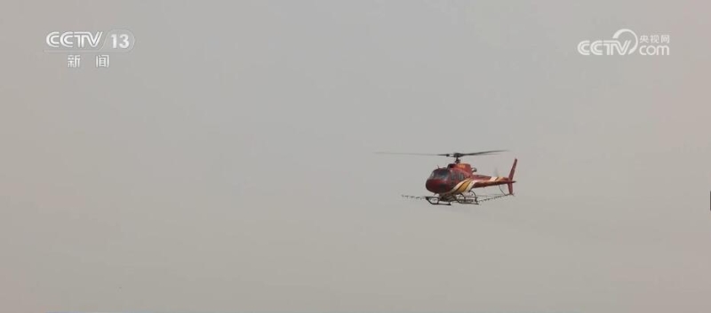 新疆沙雅启用直升机飞防灭虫 保护天然胡杨林生态健康