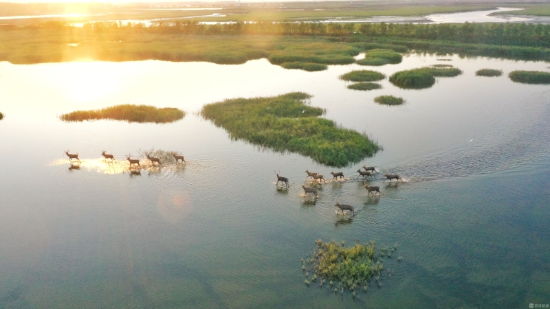 生态和谐、“湿”意盎然！江苏盐城东台条子泥湿地成“鸟类天堂”