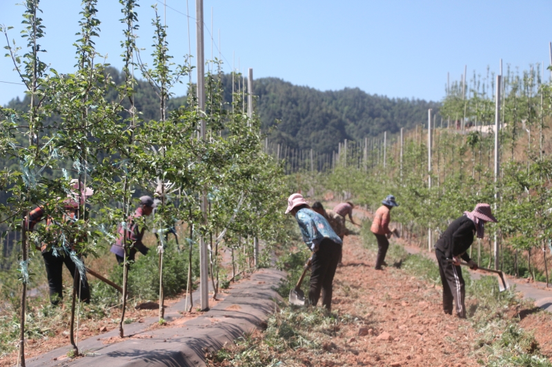 村民在标准化苹果产业园内除草。（何川 摄）