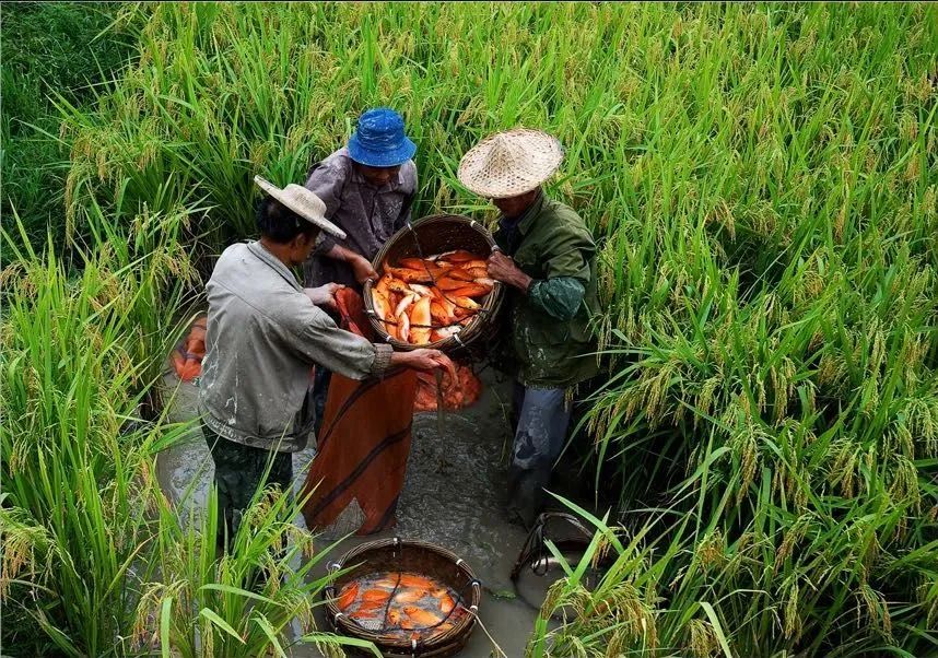联合国粮农组织专家：中老铁路释放高铁走廊经济潜力，促老挝农业发展