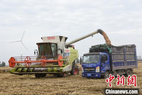 河南麦收进程过半 已收获小麦4410万亩