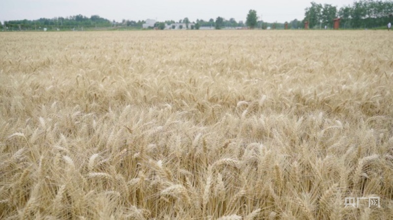 【夏收现场】 知识落“地”助丰收 耕地质量提升示范田小麦增产53.6%