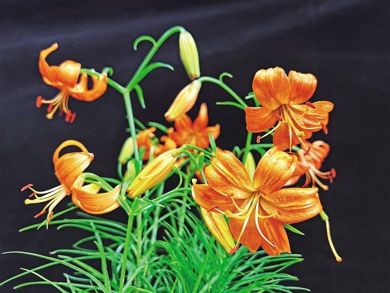 延安大学发布两个山丹丹花新品种 花期更长 适栽范围更广