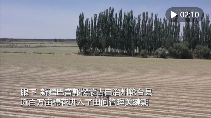 新疆轮台县：为棉花管理“植”入智慧“基因”