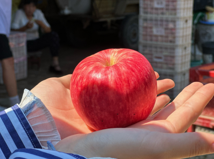 白水县：早熟苹果“抢鲜”上市