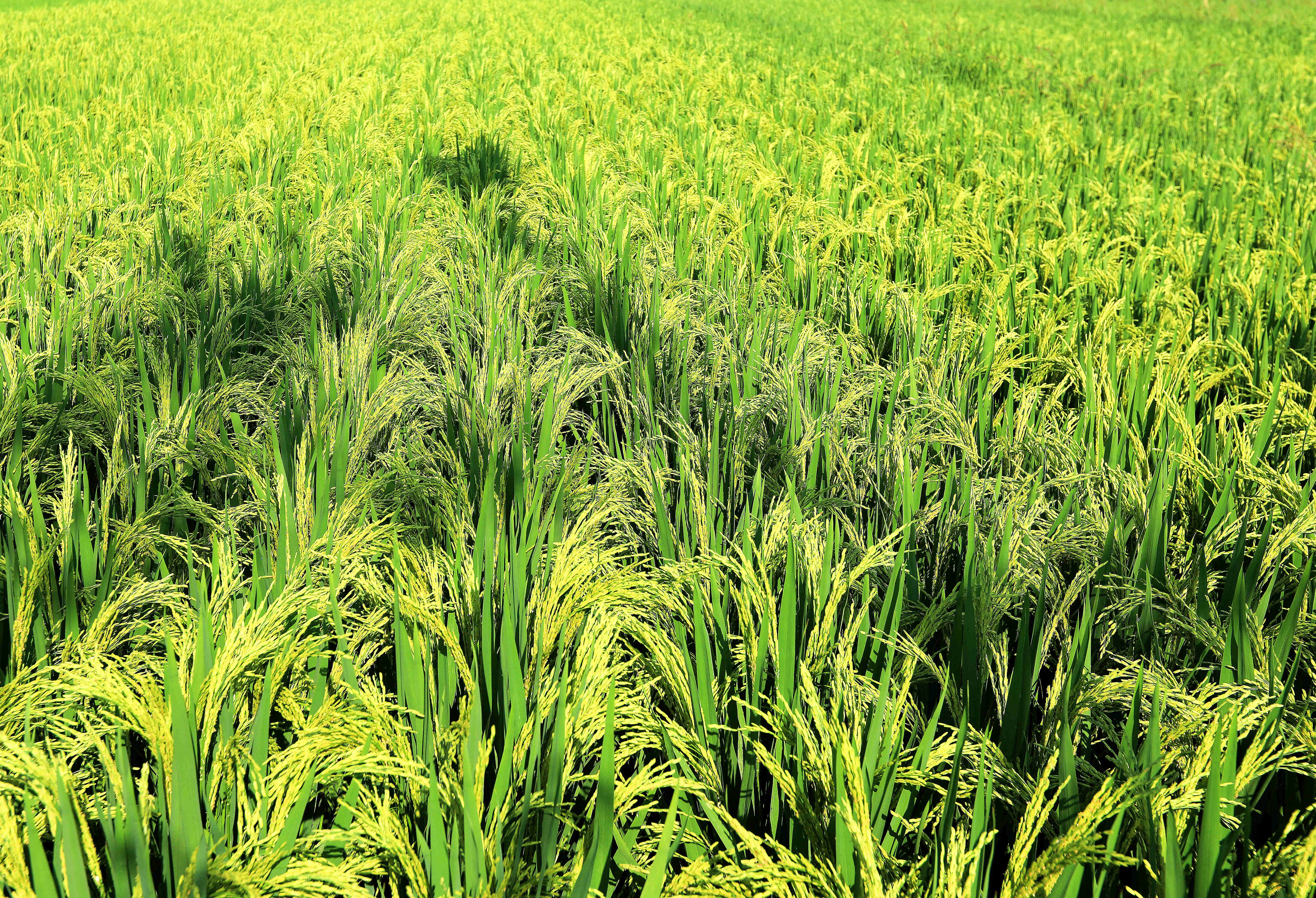陕西汉中：八月稻田好“丰”景