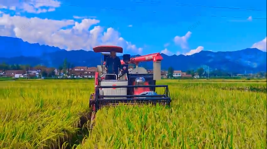 洋县：万亩水稻迎丰收