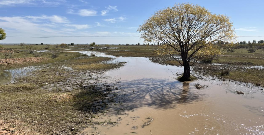 红碱淖湿地完成生态补水100万立方米