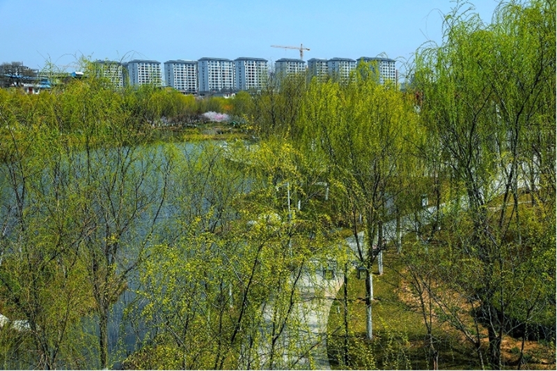 富平县温泉河河水清清，杨柳依依，一派生机勃勃的景象。刘苍锋摄