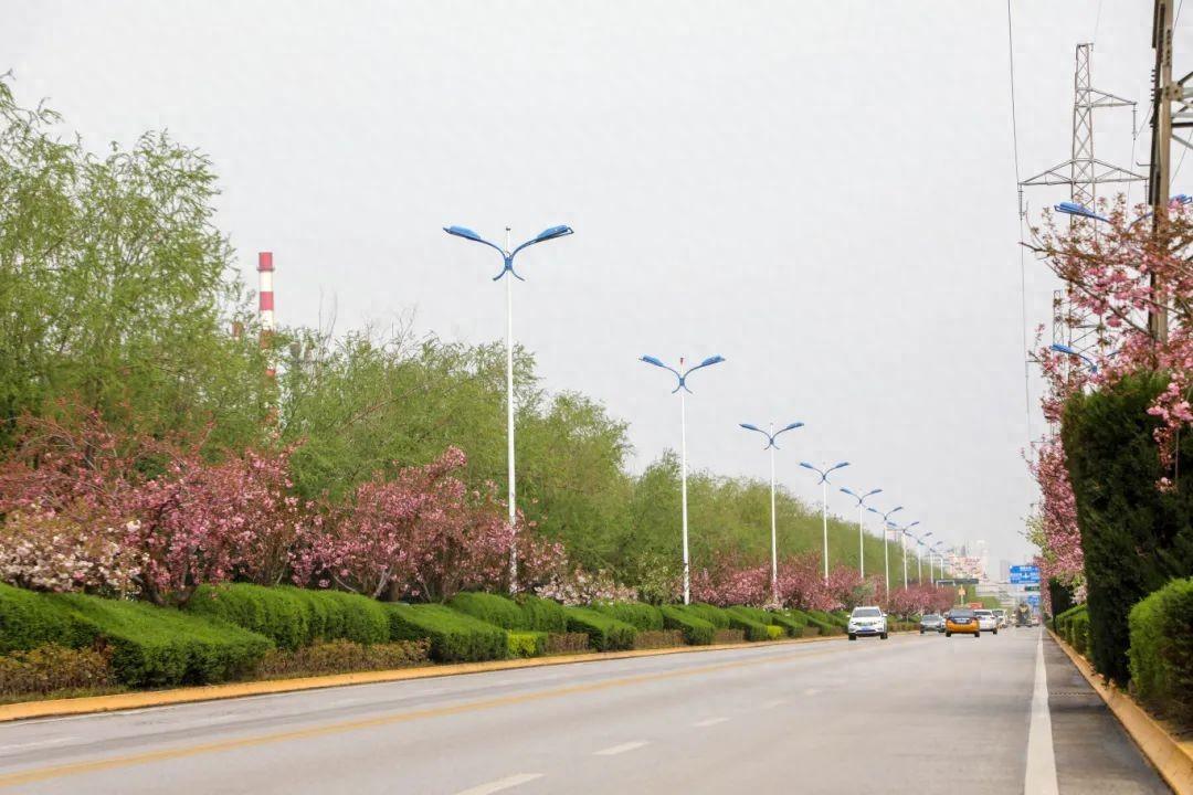 渭南高新区这条樱花大道，太美了