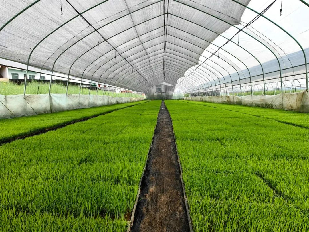 南郑区：水稻育秧正当时 科技赋农保丰收