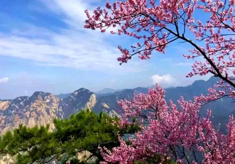 上华山  这里有你寻觅的春天。